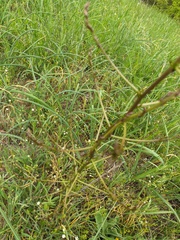 Asparagus verticillatus
