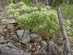 Alyssum umbellatum