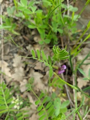 Vicia lathyroides