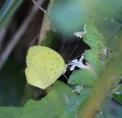 Eurema desjardinsii