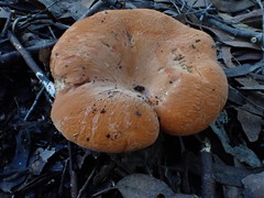 Lactifluus clarkeae