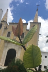 Magnoliopsida