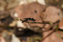 Vulgichneumon leucaniae