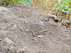 Dendragapus fuliginosus