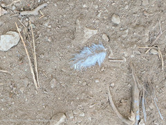 Dendragapus fuliginosus