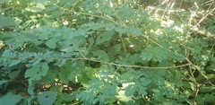 Indigofera micrantha