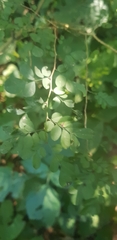 Indigofera micrantha