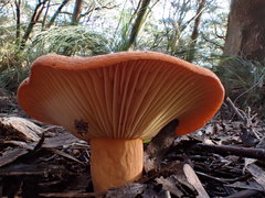 Lactifluus clarkeae