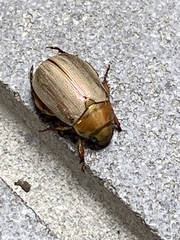 Mimela testaceoviridis