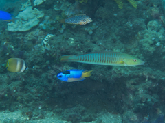 Hologymnosus doliatus