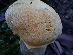 Austroboletus niveus