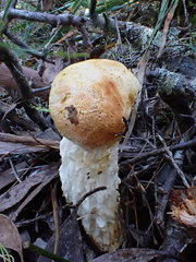 Austroboletus niveus