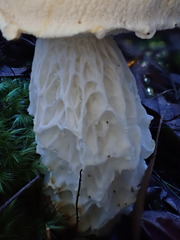 Austroboletus niveus