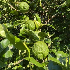 Citrus × taitensis