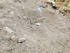 Dendragapus fuliginosus