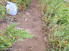 Dendragapus fuliginosus