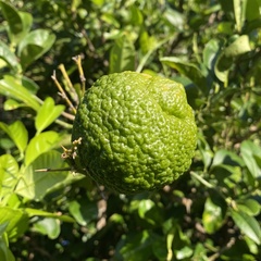 Citrus × taitensis