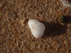 Striarca pisolina