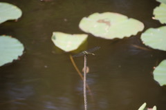 Ictinogomphus pertinax