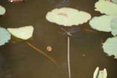 Ictinogomphus pertinax