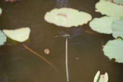 Ictinogomphus pertinax