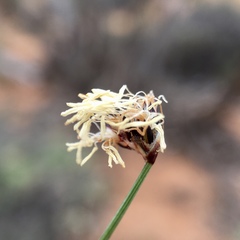 Schoenus subaphyllus