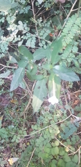 Rhinacanthus gracilis