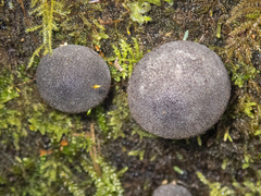 Lycoperdon subincarnatum