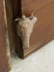 Anaxidia lozogramma