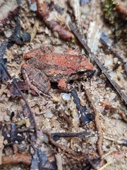 Limnonectes hascheanus