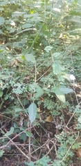 Rhinacanthus gracilis