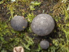 Lycoperdon subincarnatum