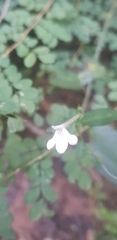 Rhinacanthus gracilis