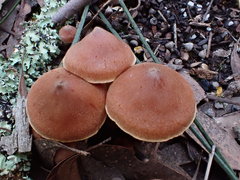 Cortinarius mastoideus