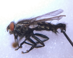 Sarcophaga variegata