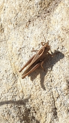 Eyprepocnemis plorans