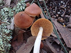 Cortinarius mastoideus