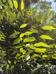 Castanopsis sieboldii