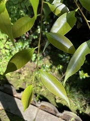 Castanopsis sieboldii