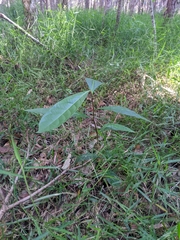 Glochidion sumatranum