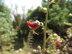 Scrophularia rubricaulis