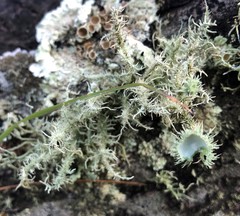 Usnea scabrida