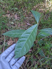 Glochidion sumatranum