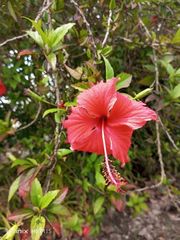 Hibiscus