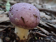 Cortinarius roseolilacinus