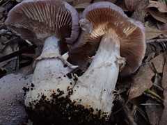 Cortinarius roseolilacinus