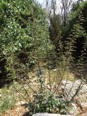 Scrophularia rubricaulis