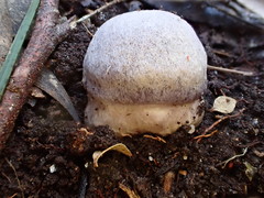 Cortinarius roseolilacinus