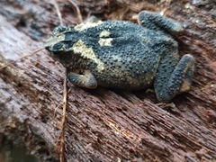 Ingerophrynus parvus