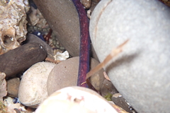 Cerebratulus albifrons